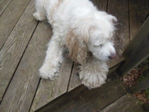The Cowboy half-shorn