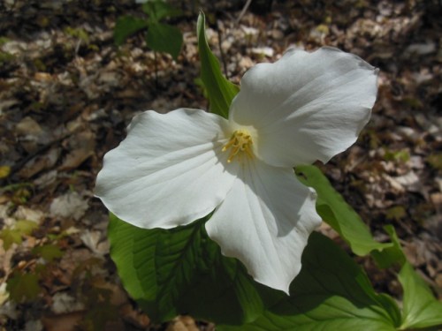 Trillium Grandiflora - Late May