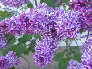 Who knew there were two-toned lilacs?