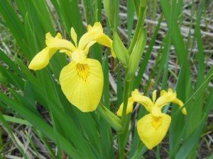 Wild yellow iris