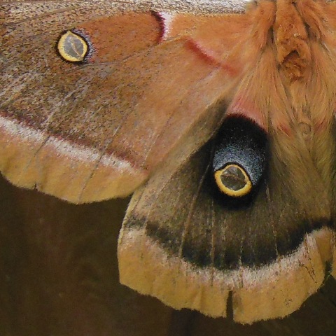 Polyphemus moth wings with transparent eyes