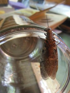 Dobsonfly in brown