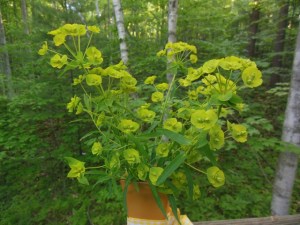 Leafy spurge bouquet