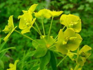 Leafy spurge bracts in closeup