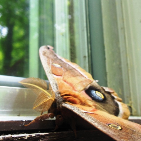 Polyphemus moth with plumose antennae
