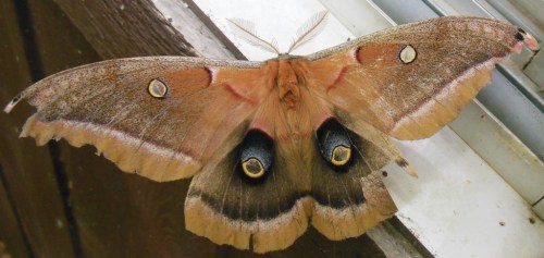 Polyphemus moth full spread