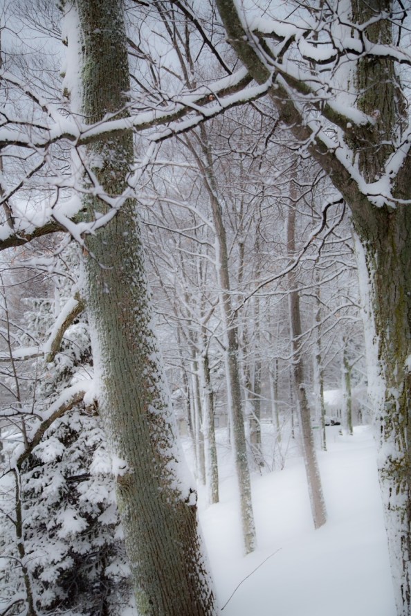 Babs Jan 31 - Winter scene Blue Heaven