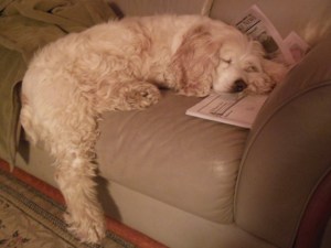 The Cowboy has a nap