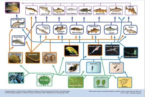 Lake Michigan Food Web, NOAA - NOAA - Great Lakes Environmental Research Laboratory Sea Grant Extension Educator