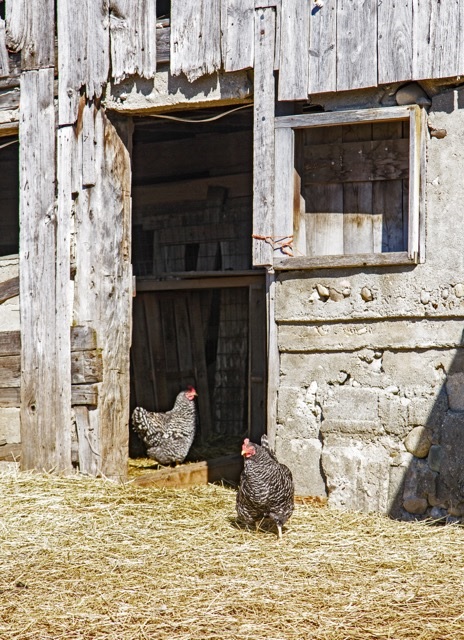 Babs Mar 20 Wagbo Chickens