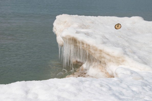 Bruce monster with eye