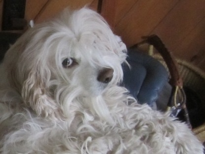 Cowboy casts a leery eye cropped