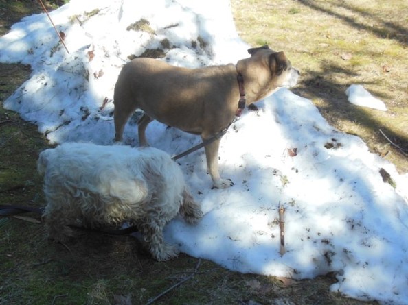 Patches of snow and sun and fur