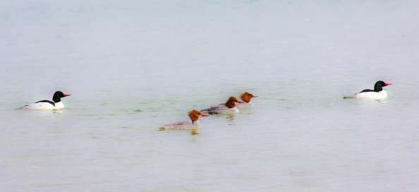 Babs Apr 3 - Mergansers
