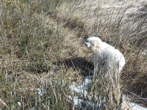 Cowboy on the Porky Path