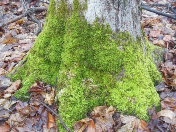 Mossy old tree in the woods