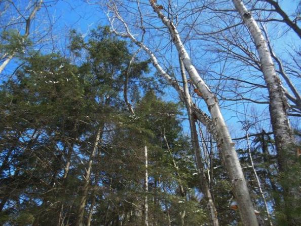 Oh what a beautiful morning