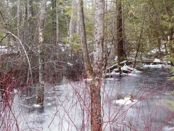 Swamp's beginning to thaw