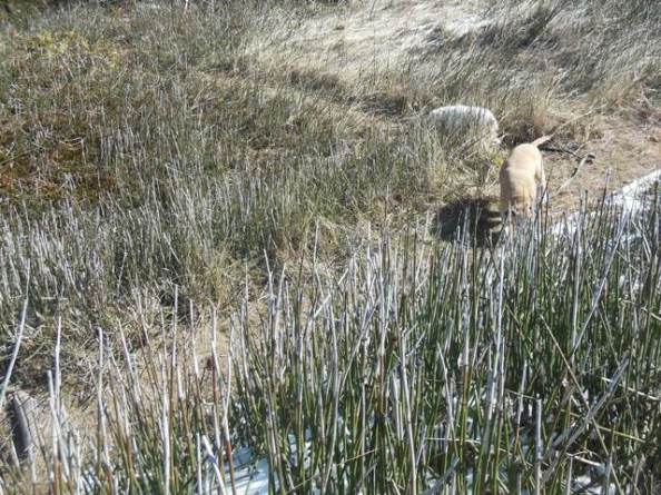 Two paths diverged in the weeds