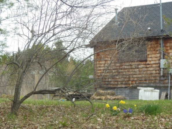 Verdant Ground Guest Cottage