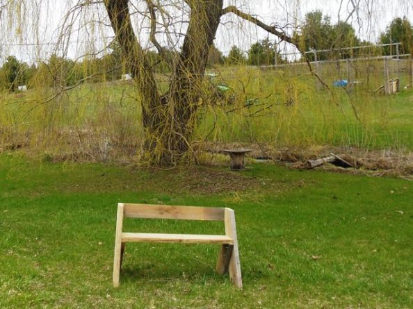 Verdant Ground Under the Spreading Willow Tree