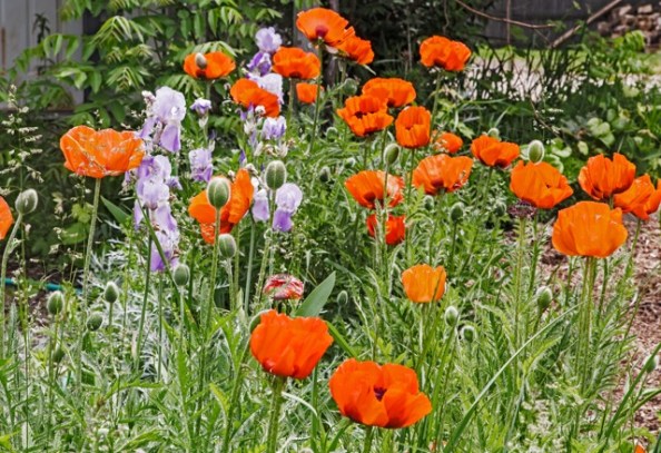 20160604-_MGL0362-Edit