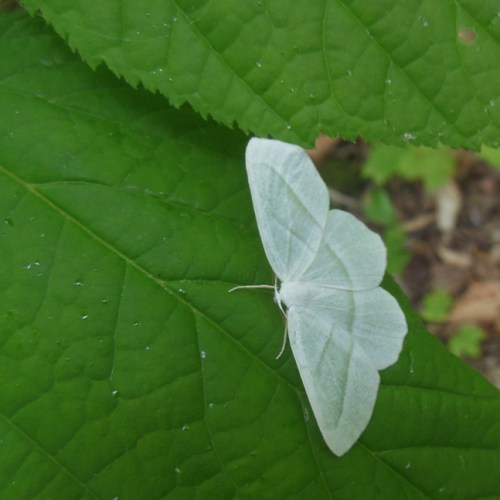White moth