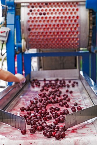 Babs - Cherry pitter at King's