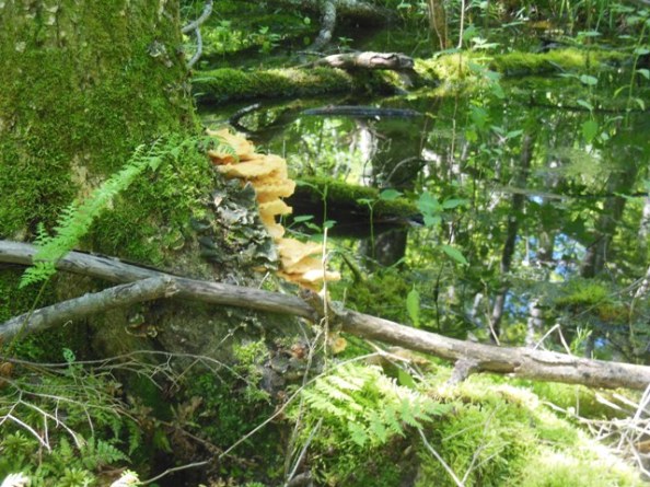 Walk on the swamp side 2