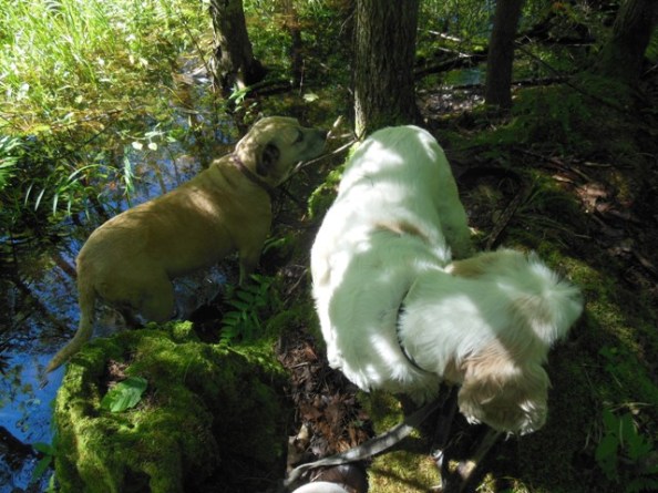 Walk on the swamp side